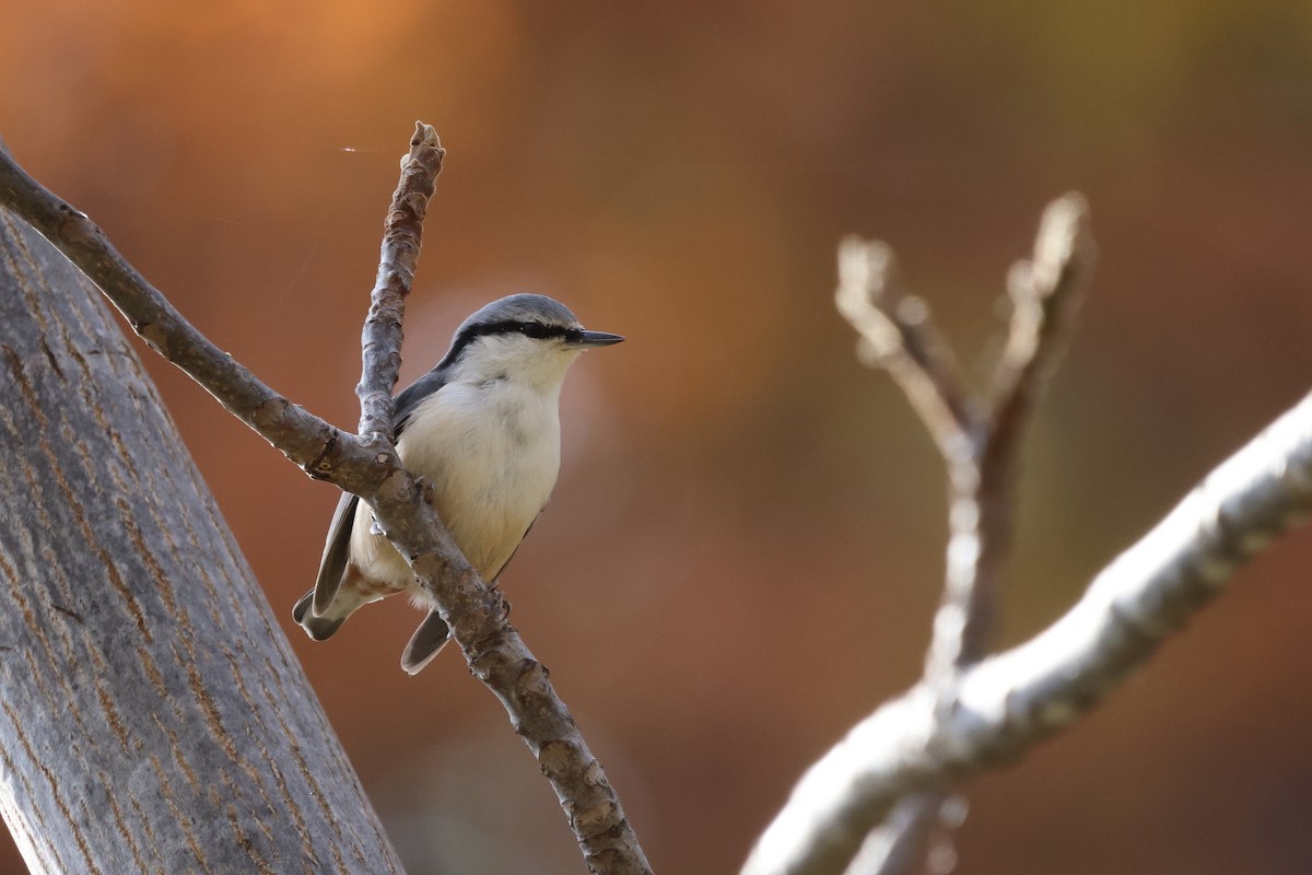 Eurasian Nuthatch - ML644688028