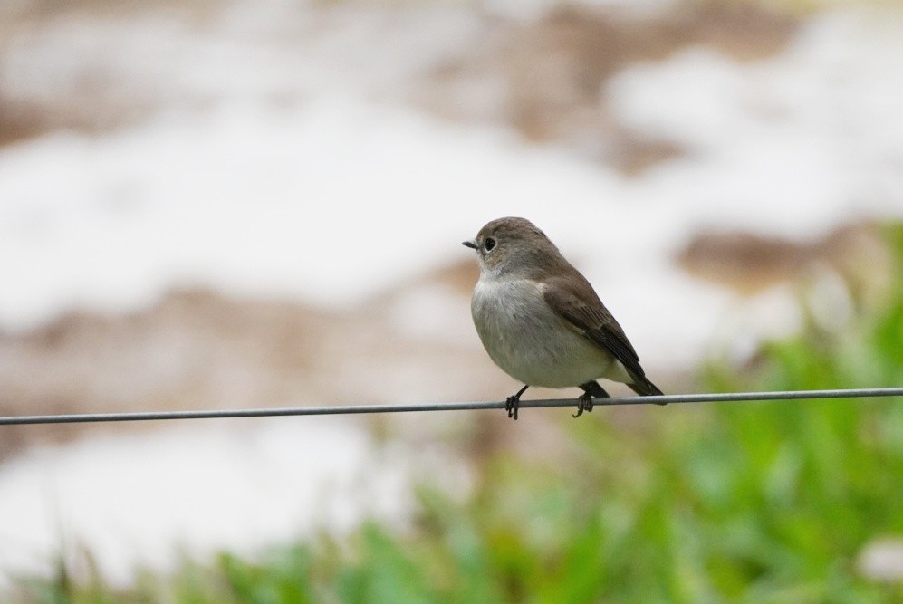 Taiga Flycatcher - ML644688030