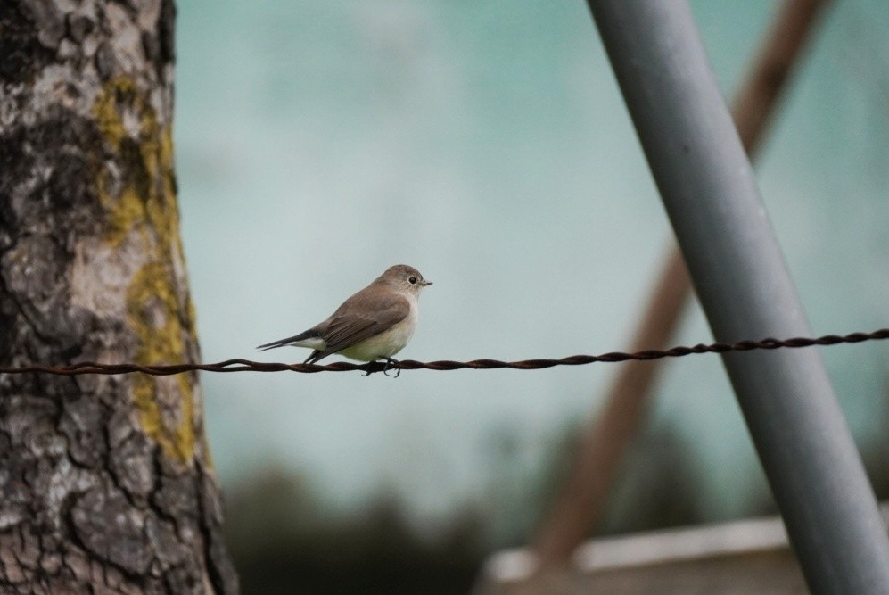 Taiga Flycatcher - ML644688031