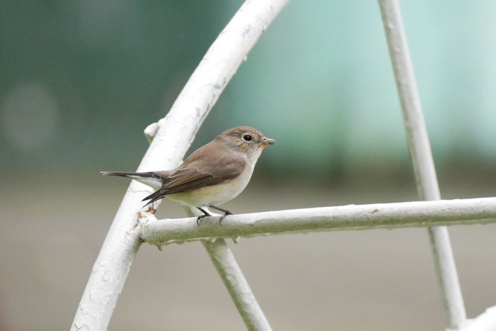 Taiga Flycatcher - ML644688032