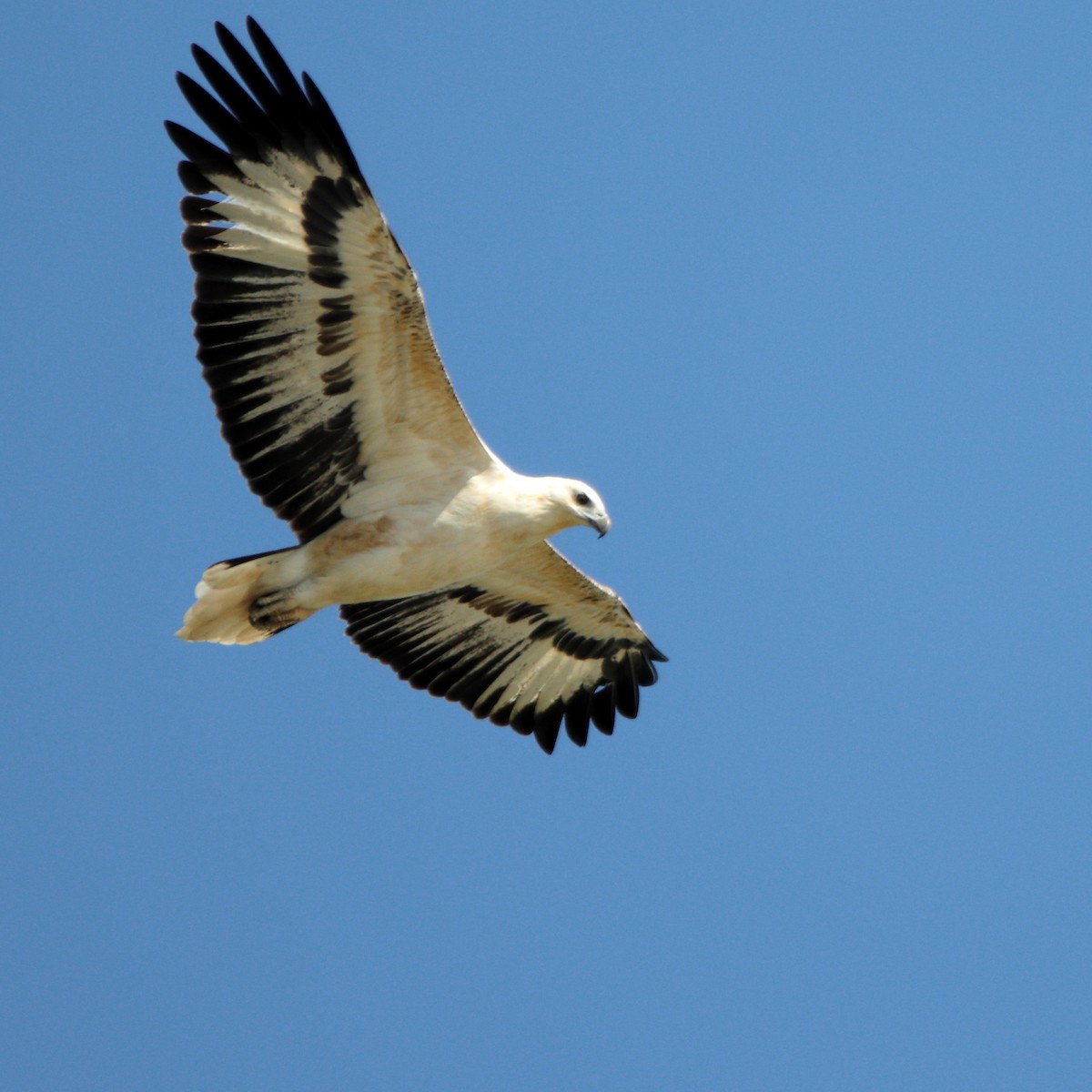 White-bellied Sea-Eagle - ML644688034