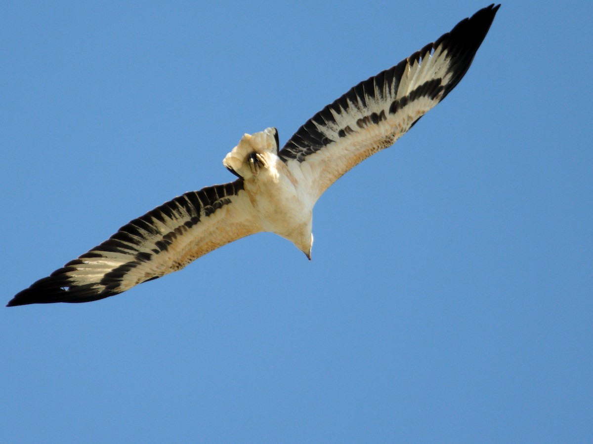 White-bellied Sea-Eagle - ML644688035
