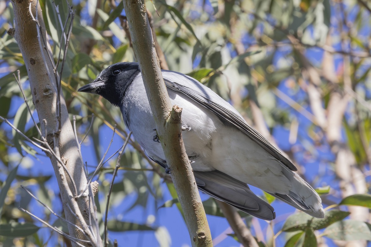 Black-faced Cuckooshrike - ML644688041