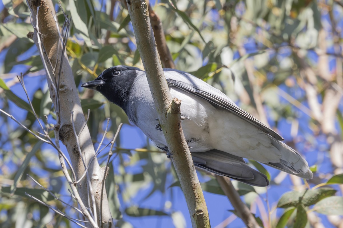 Black-faced Cuckooshrike - ML644688045