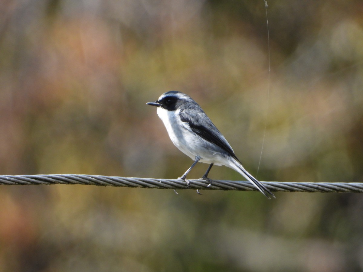 Gray Bushchat - ML644688047