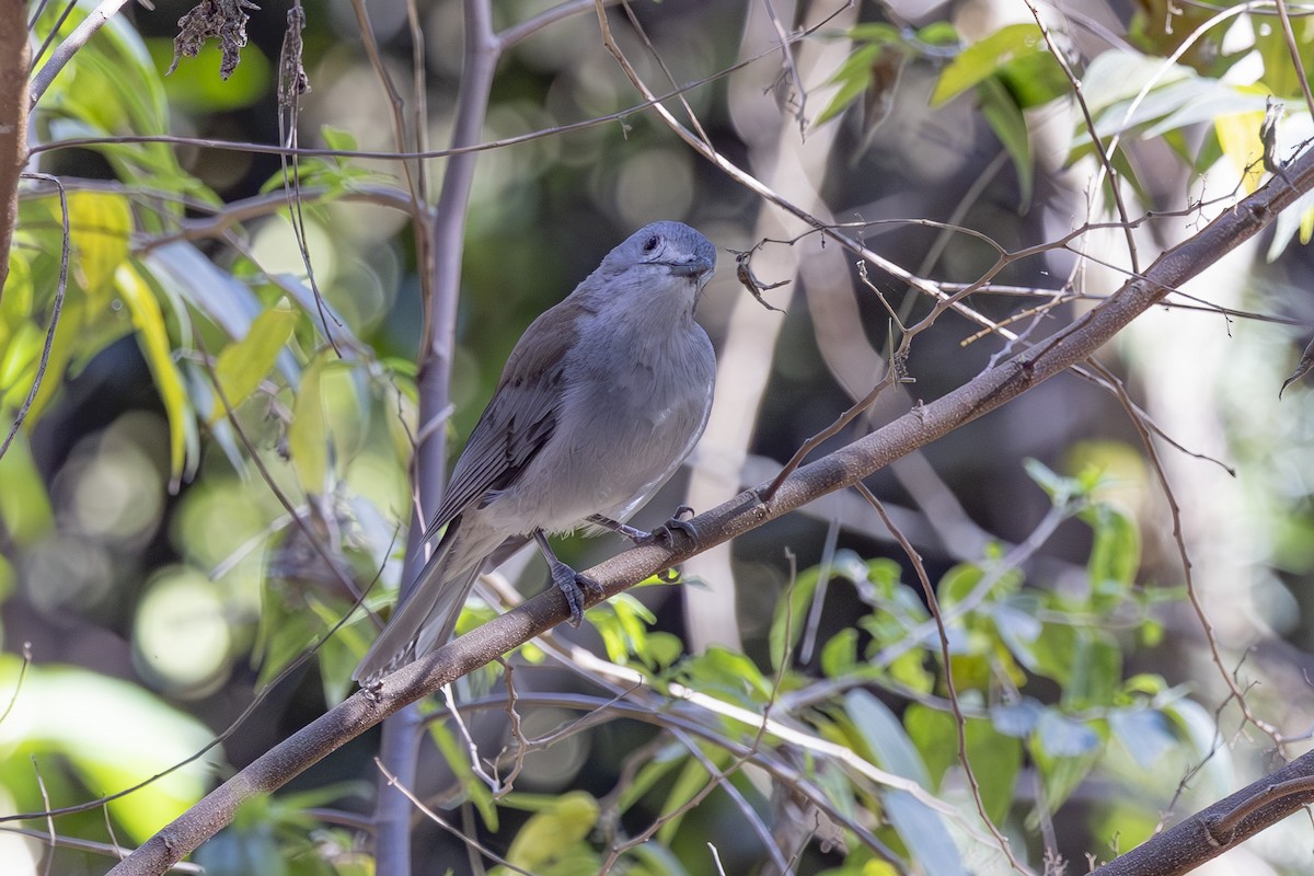 Серогрудый питуи - ML644688052
