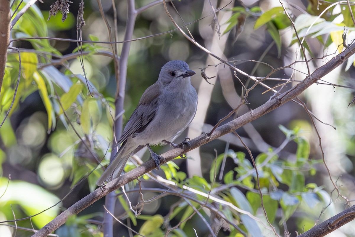 Серогрудый питуи - ML644688053
