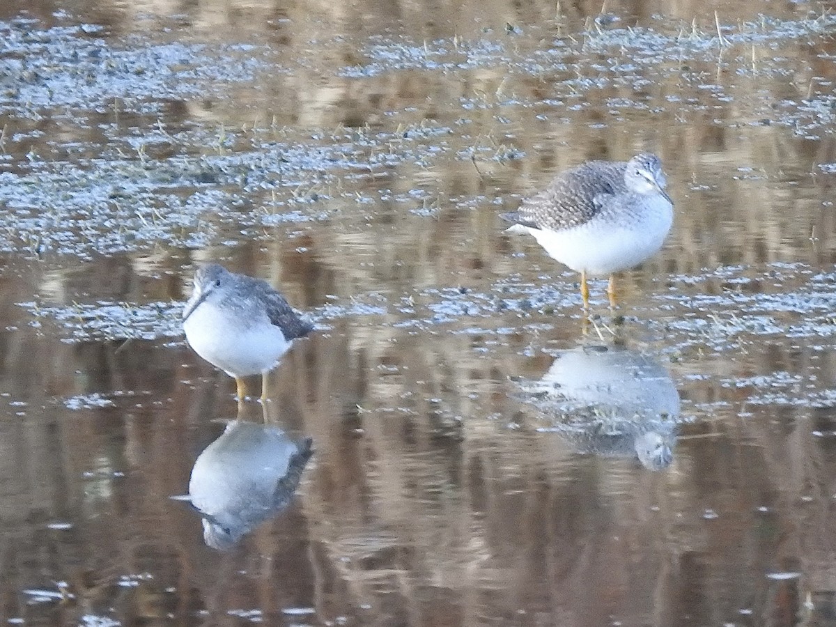 Greater Yellowlegs - ML644688056