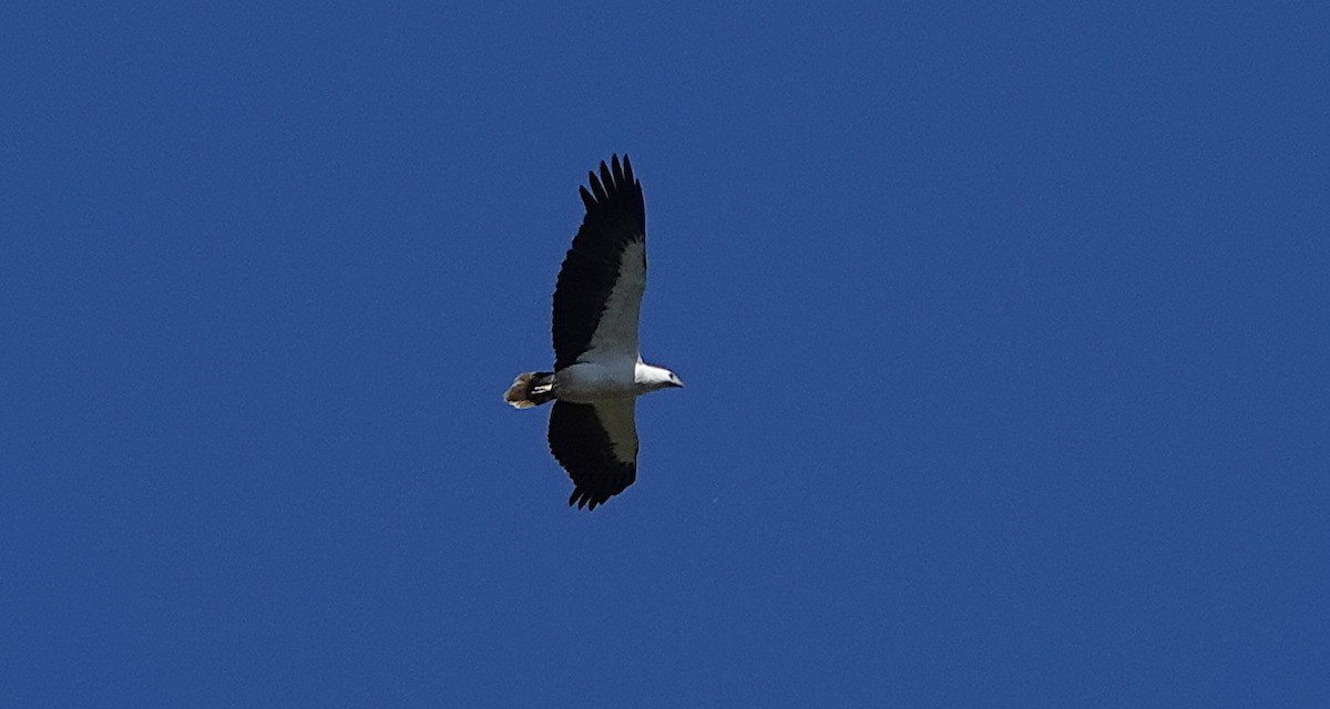 White-bellied Sea-Eagle - ML644688057