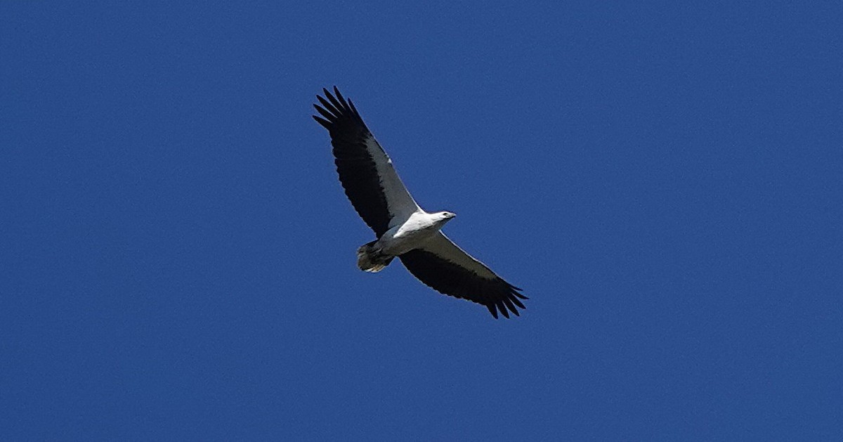 White-bellied Sea-Eagle - ML644688058