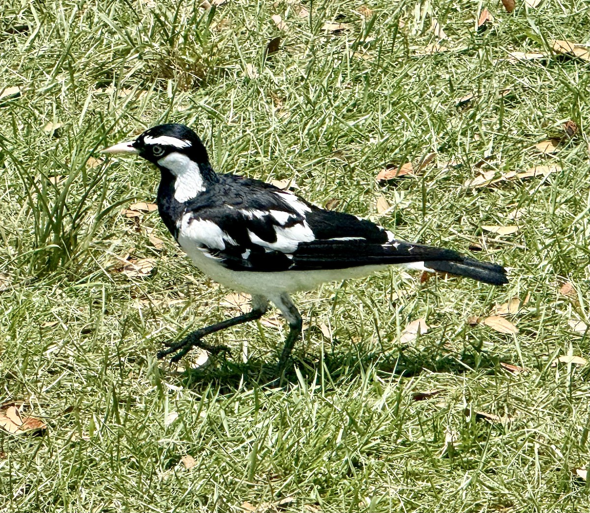 Gralline pie - ML644688059