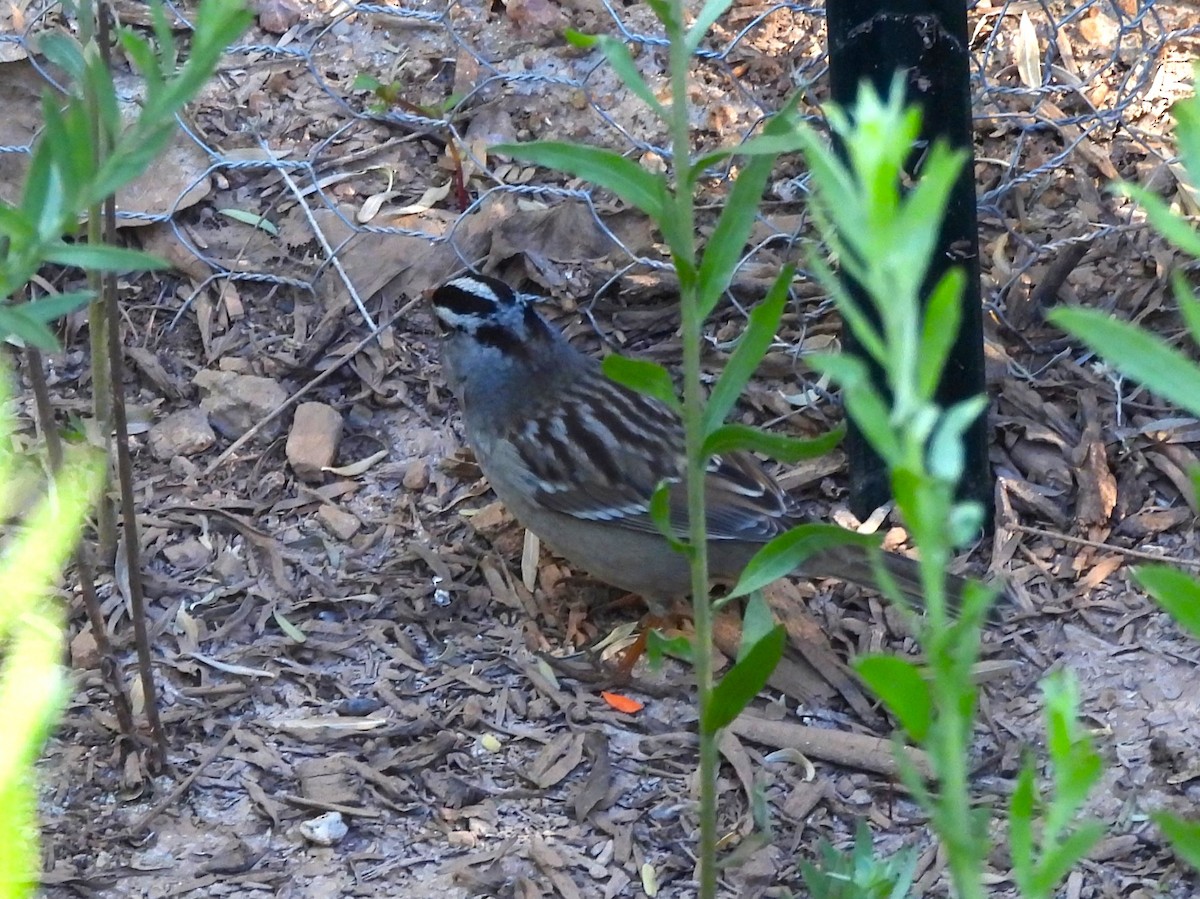 White-crowned Sparrow - ML644688064