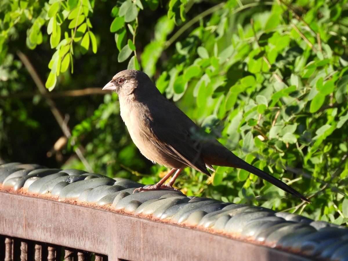 Abert's Towhee - ML644688077