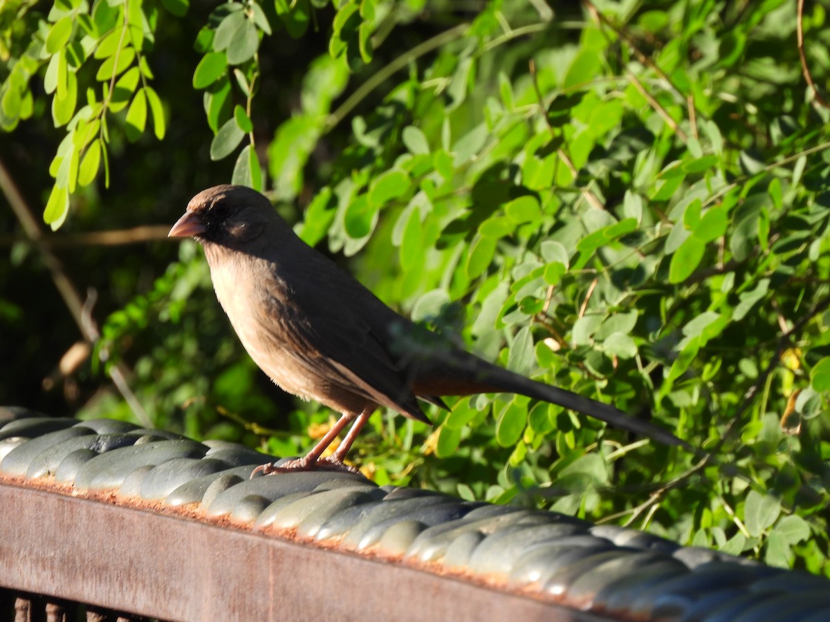 Abert's Towhee - ML644688078