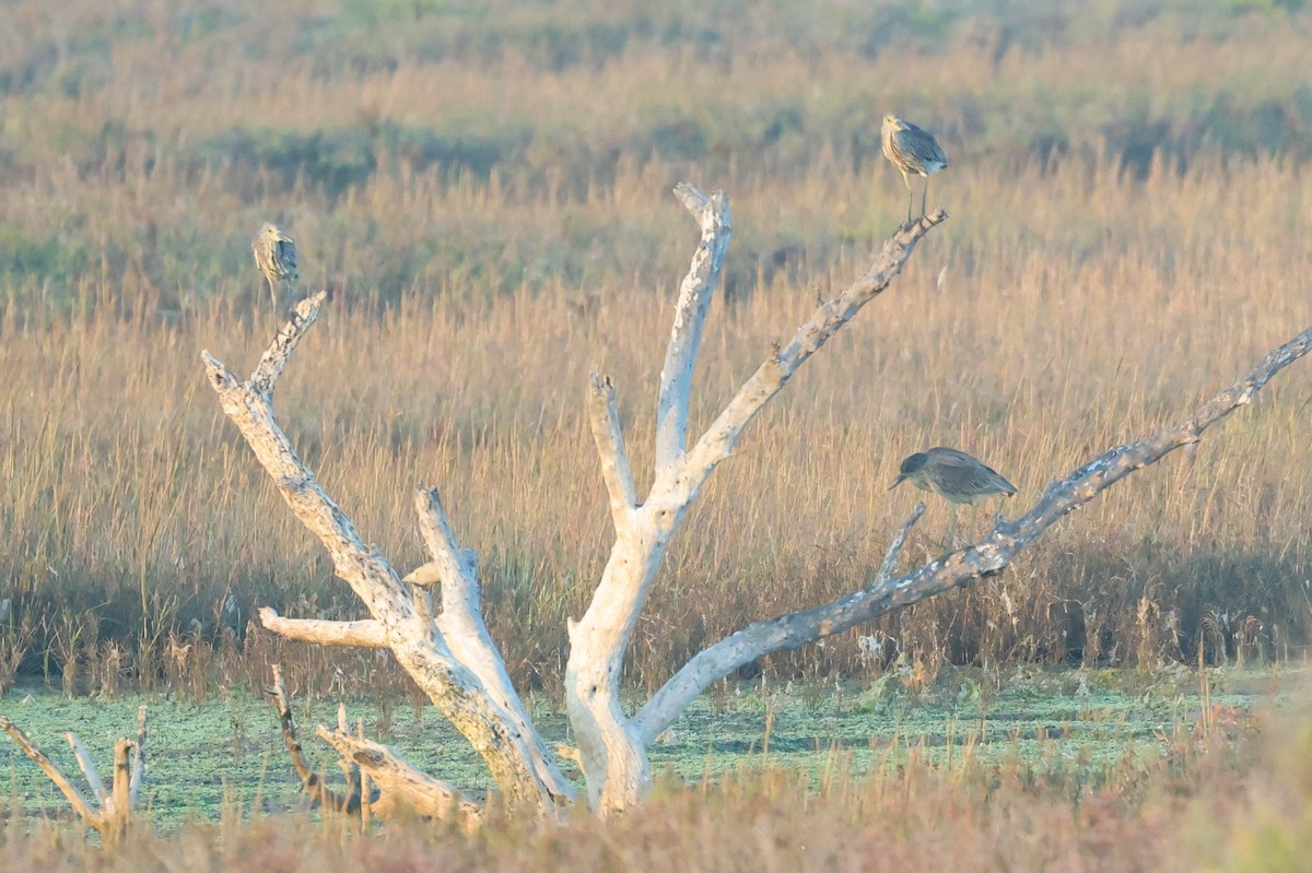 Yellow-crowned Night Heron - ML644688081