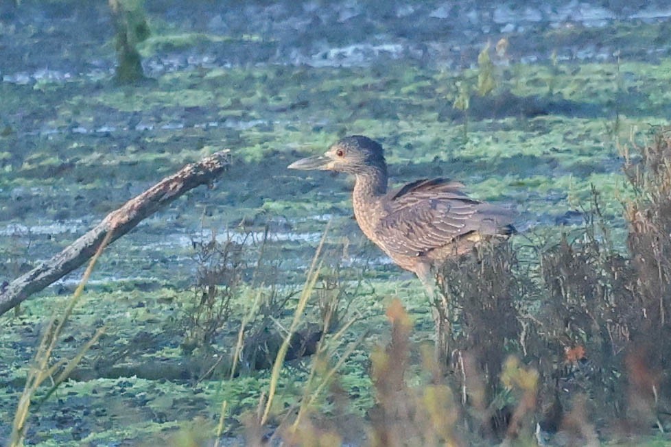 Yellow-crowned Night Heron - ML644688083