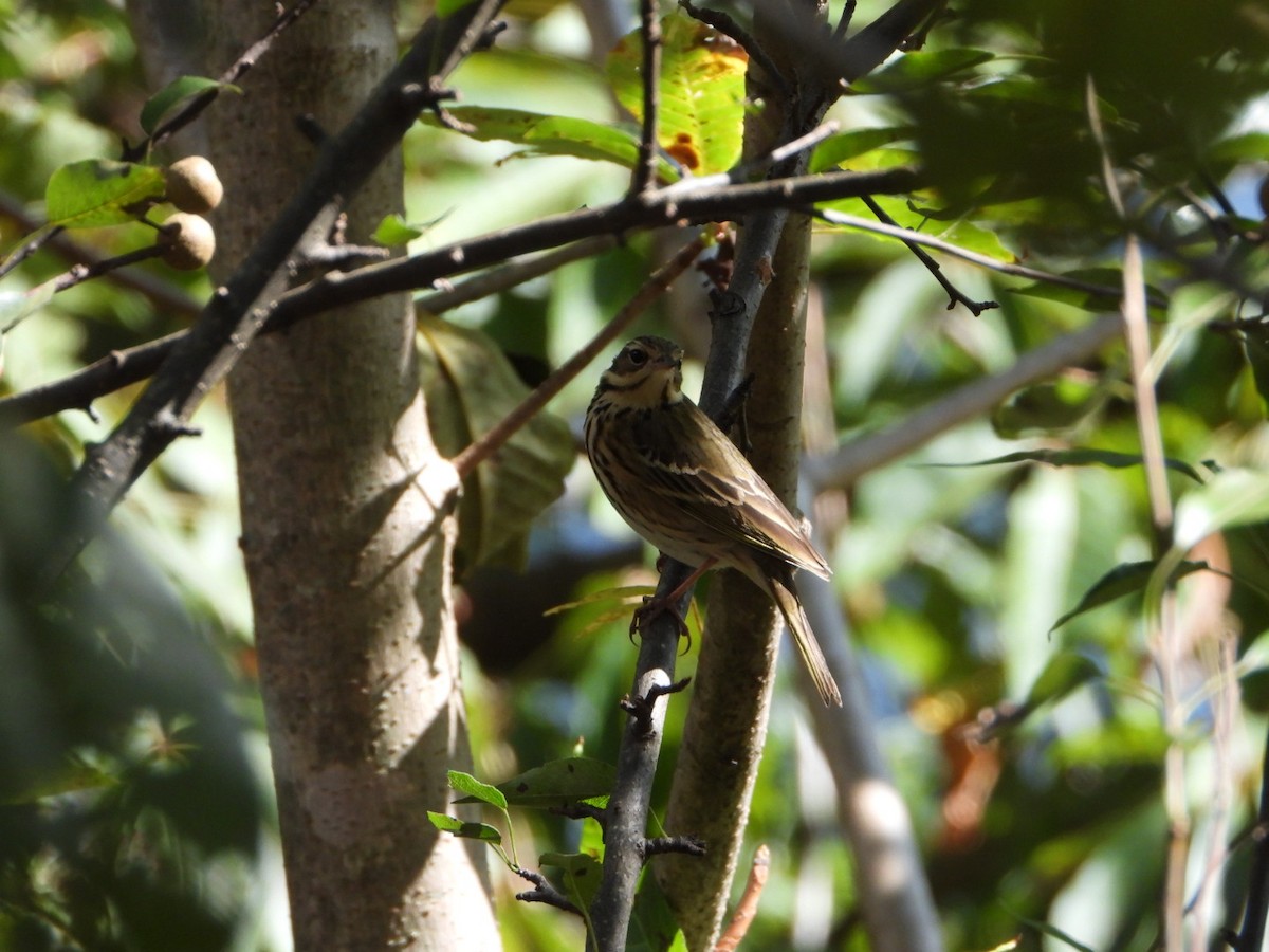 Olive-backed Pipit - ML644688084