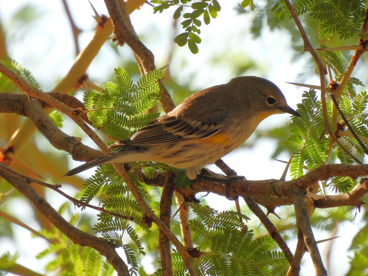 Yellow-rumped Warbler - ML644688085