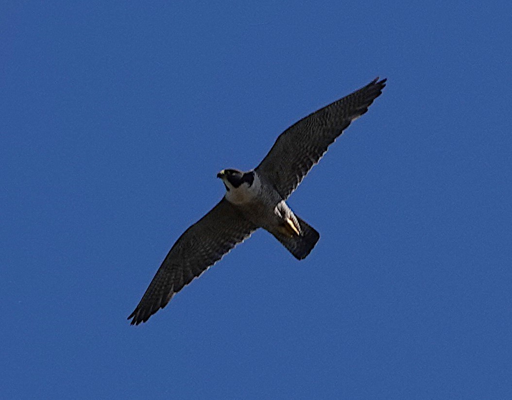 Peregrine Falcon - ML644688086