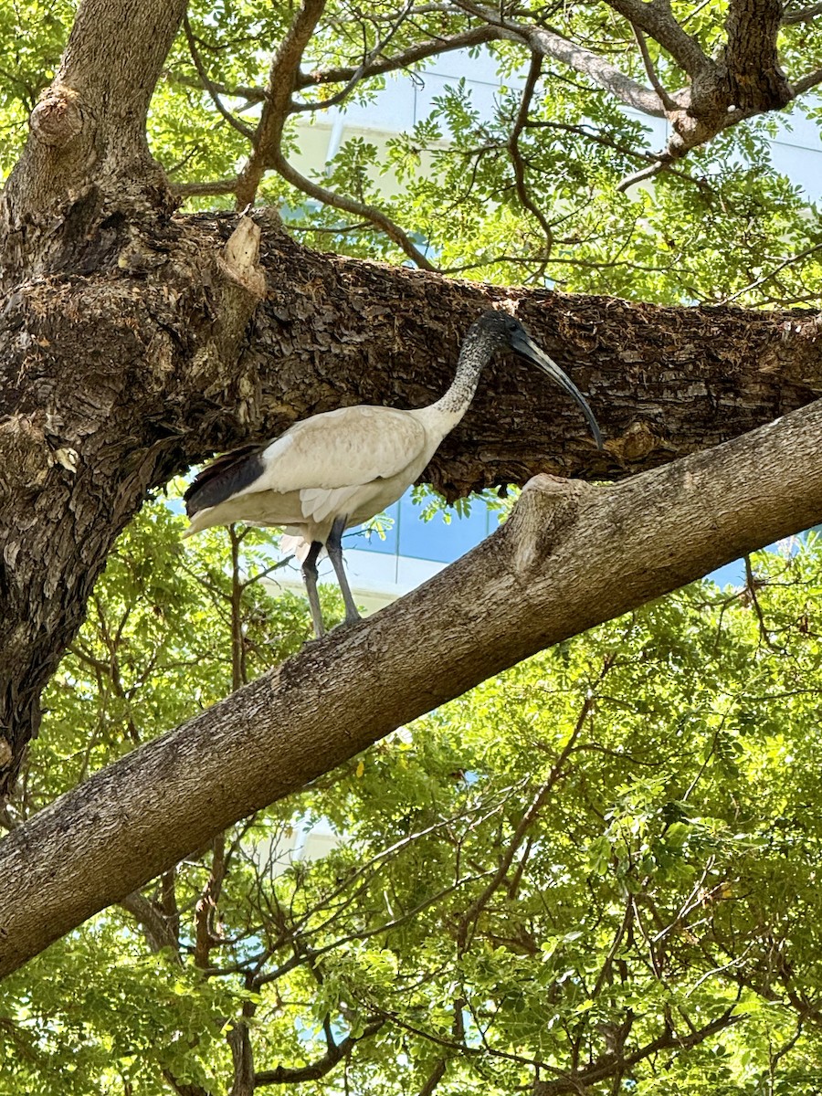 Australian Ibis - ML644688087