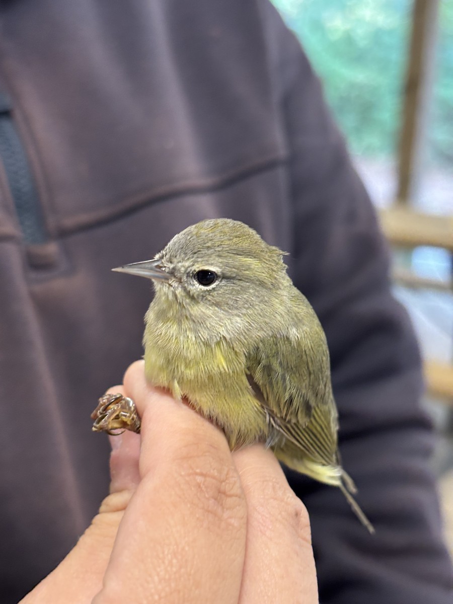 Orange-crowned Warbler - ML644688088