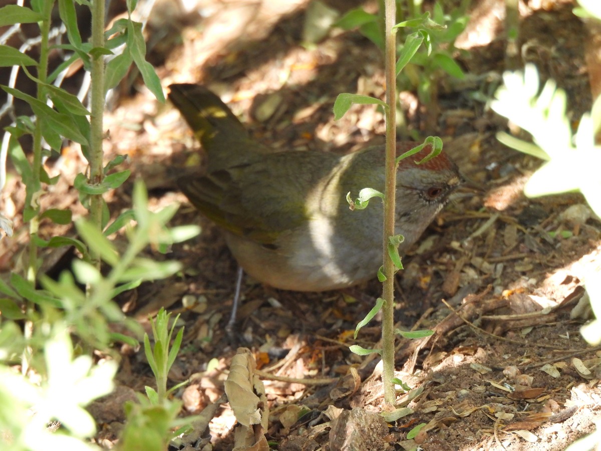 Green-tailed Towhee - ML644688092