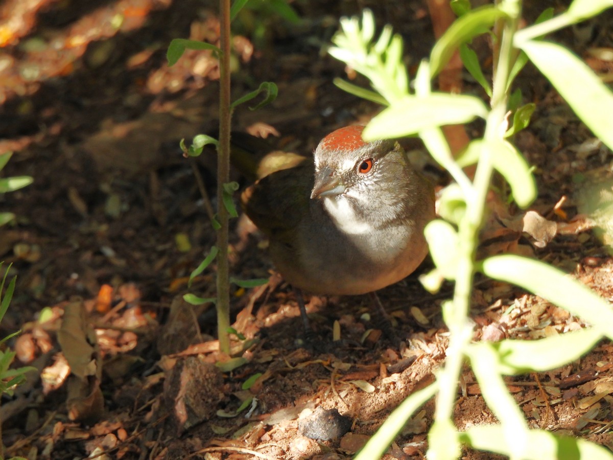 Green-tailed Towhee - ML644688093