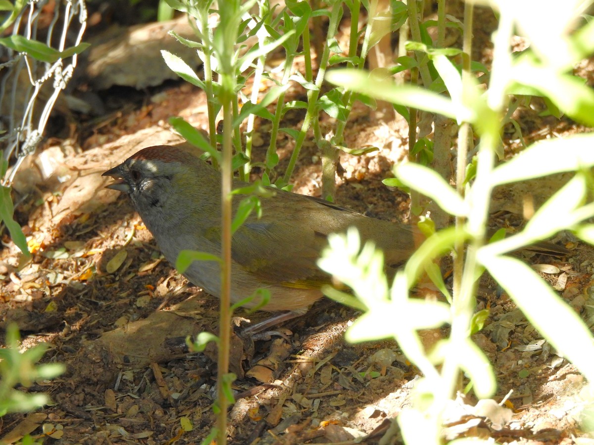 Green-tailed Towhee - ML644688094