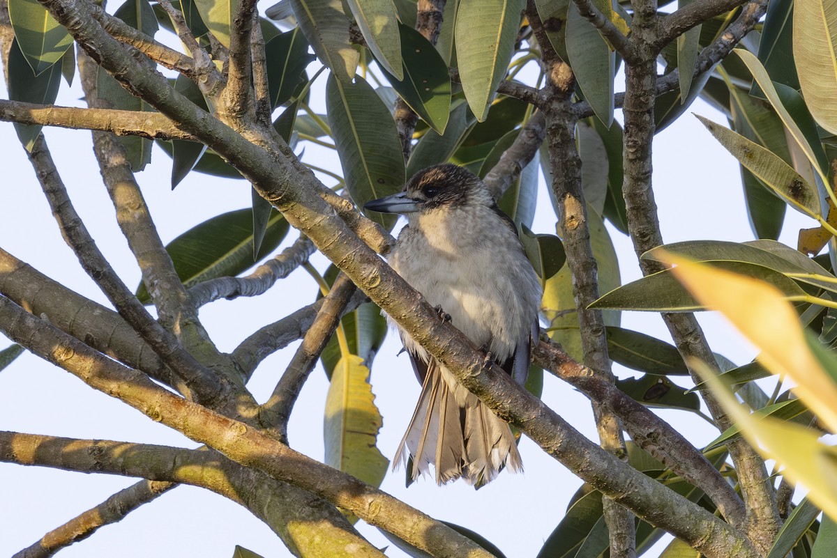 Gray Butcherbird - ML644688095