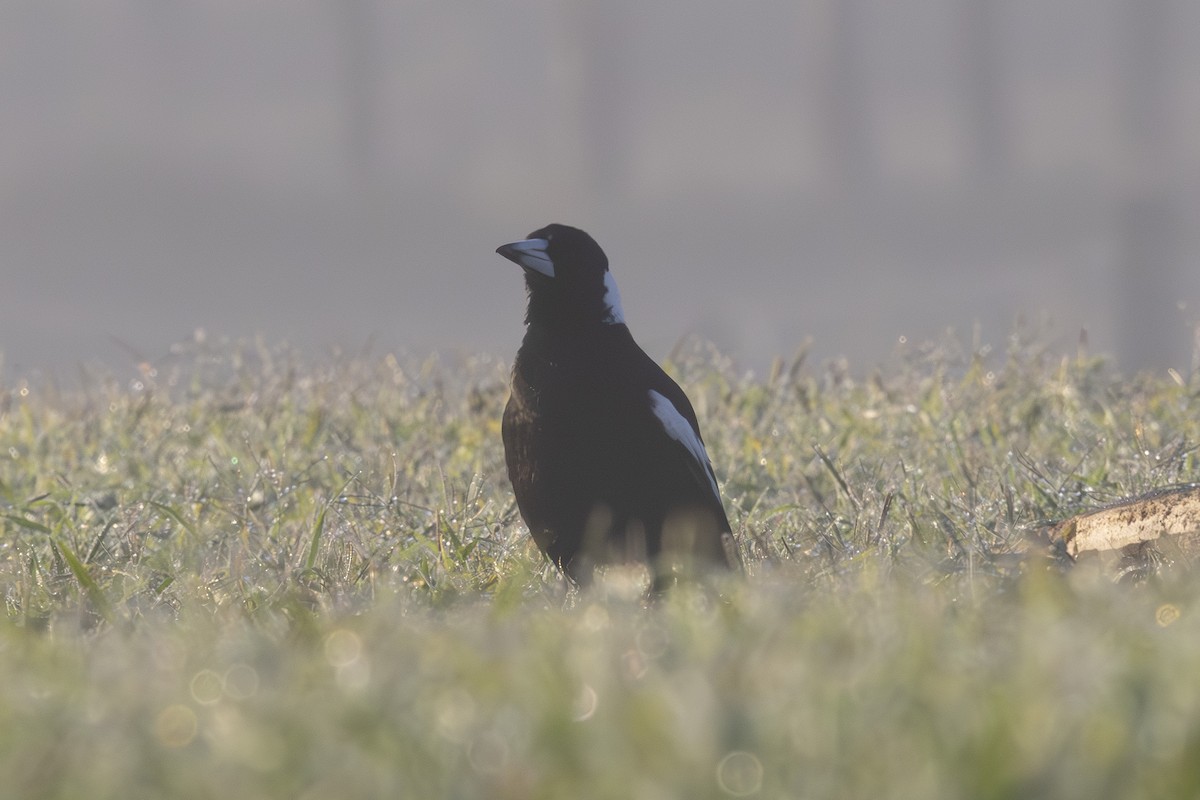 Australian Magpie - ML644688099