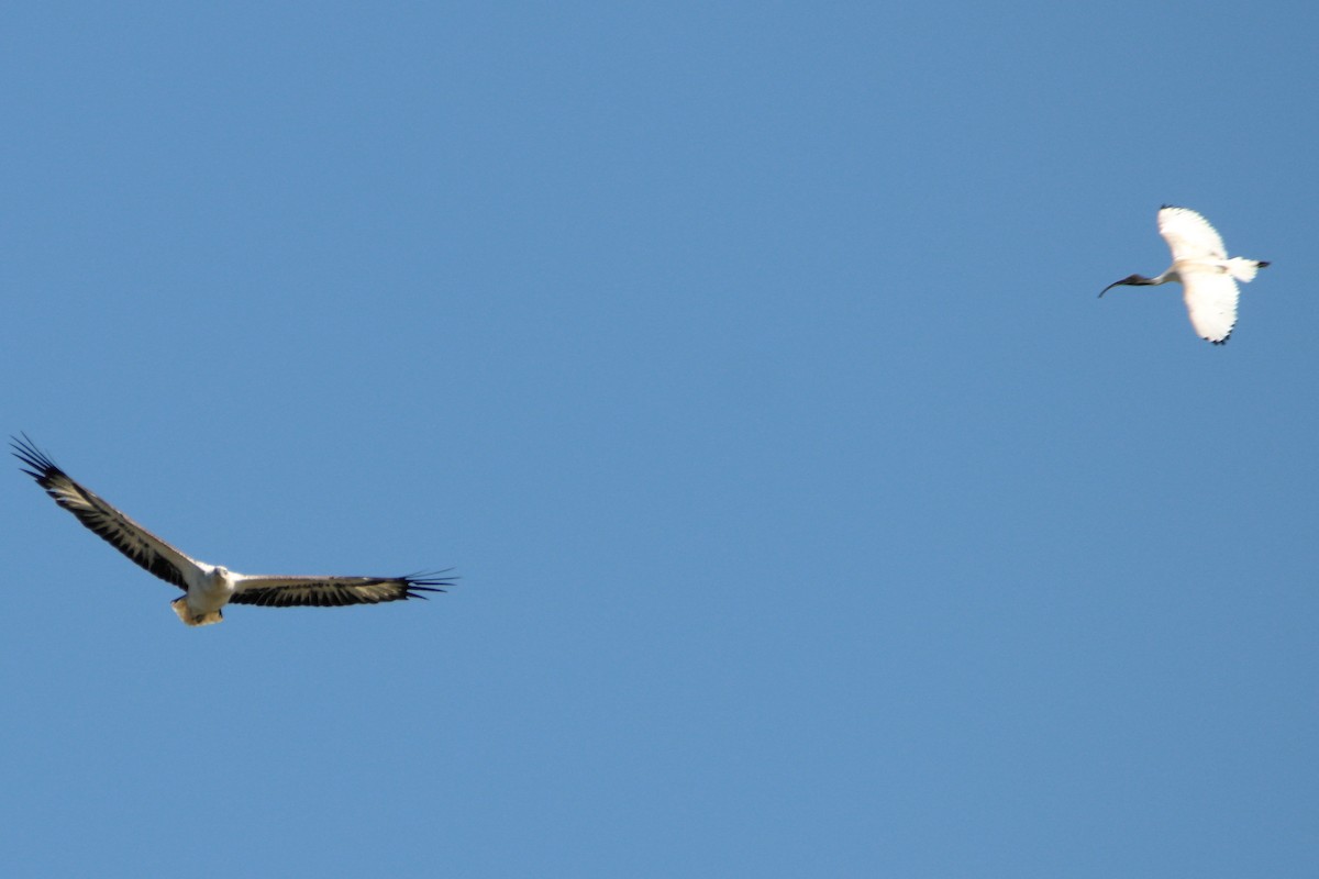 Australian Ibis - ML644688100