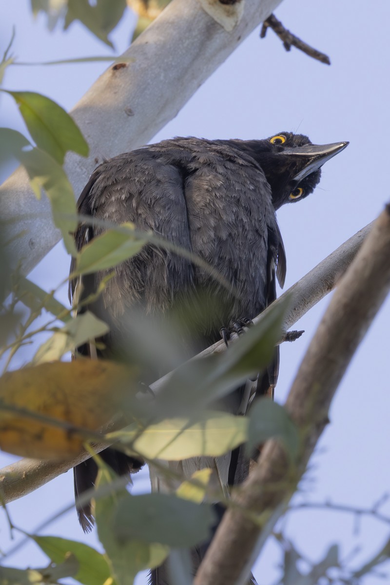 Pied Currawong - ML644688102