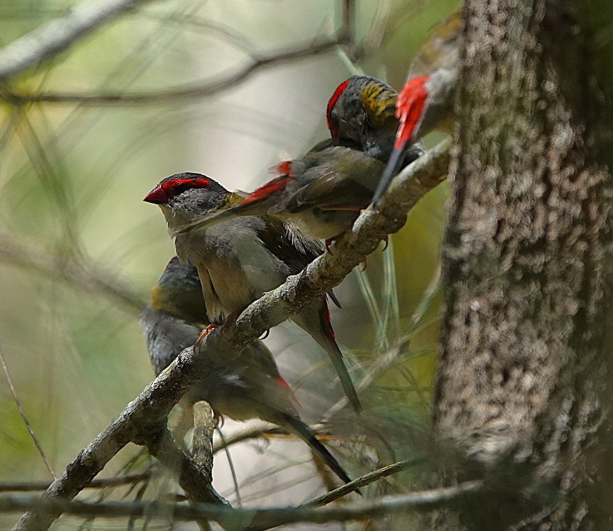 Red-browed Firetail - ML644688103
