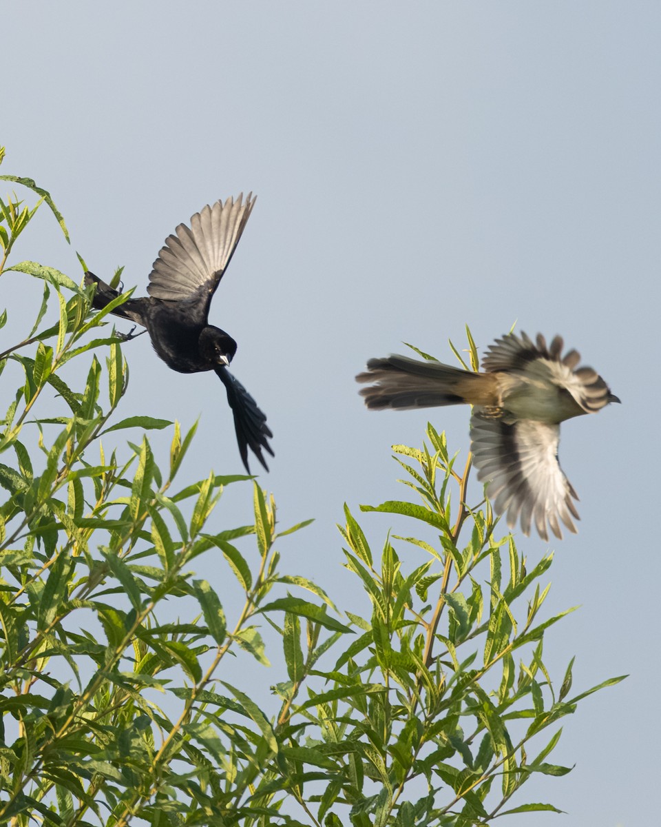 Shiny Cowbird - ML644688106