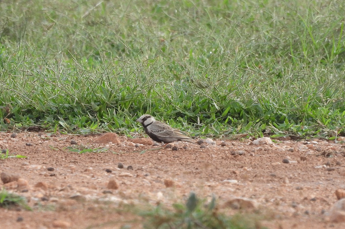 Ashy-crowned Sparrow-Lark - ML644688108
