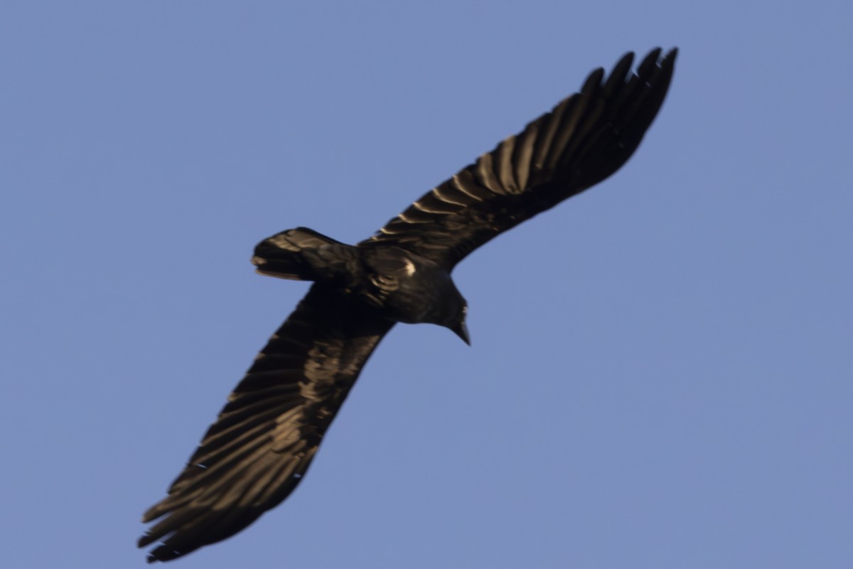 Torresian Crow - ML644688110