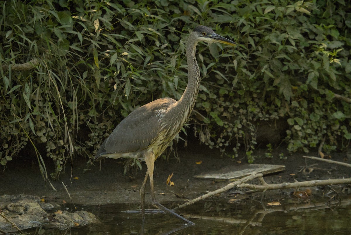 Great Blue Heron - ML644688116