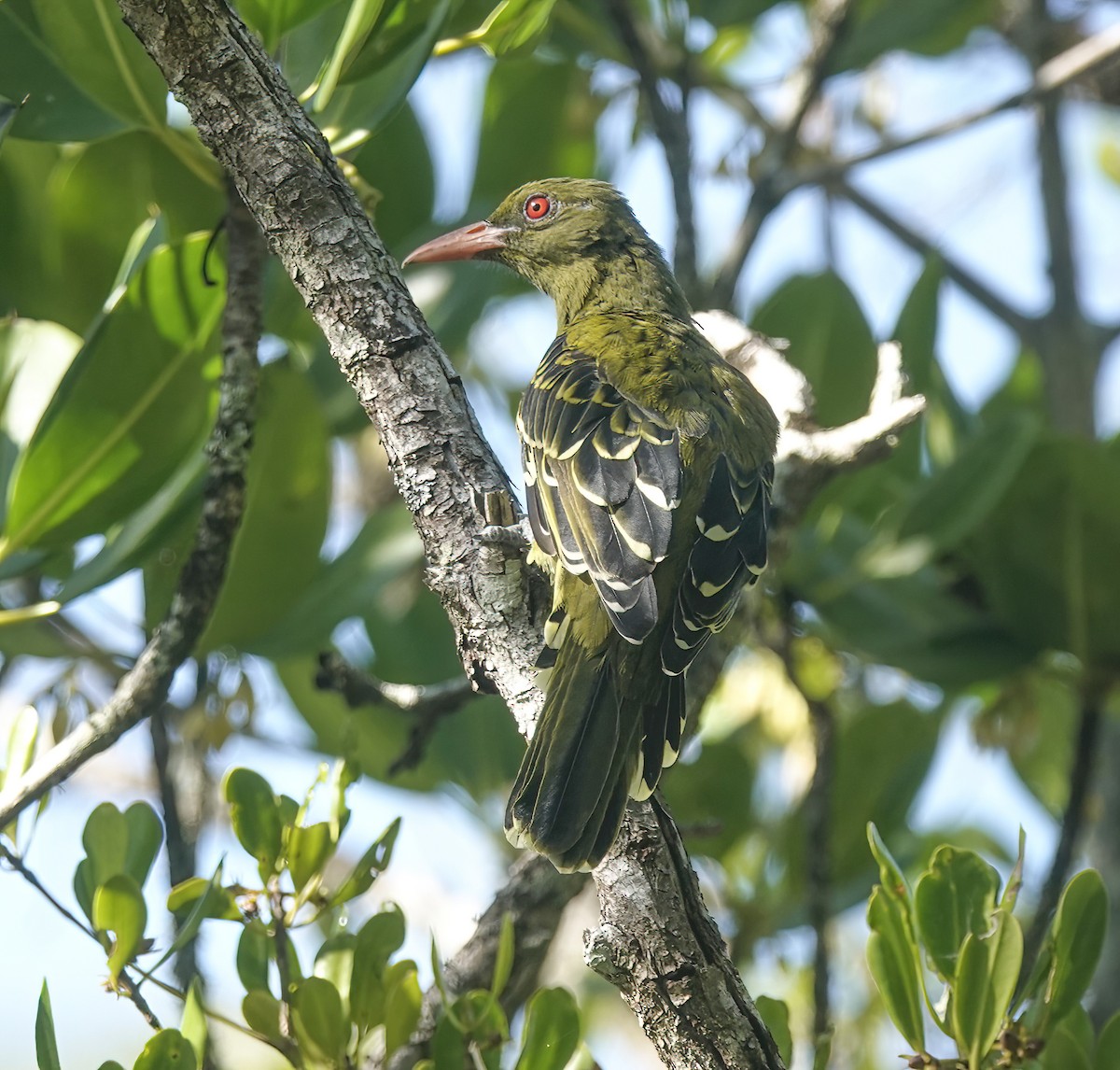 Green Oriole - ML644688117