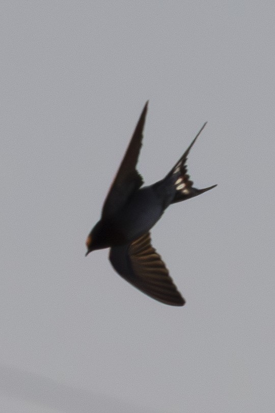 Welcome Swallow - ML644688118