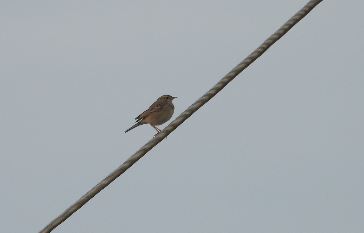 pipit sp. - ML644688119