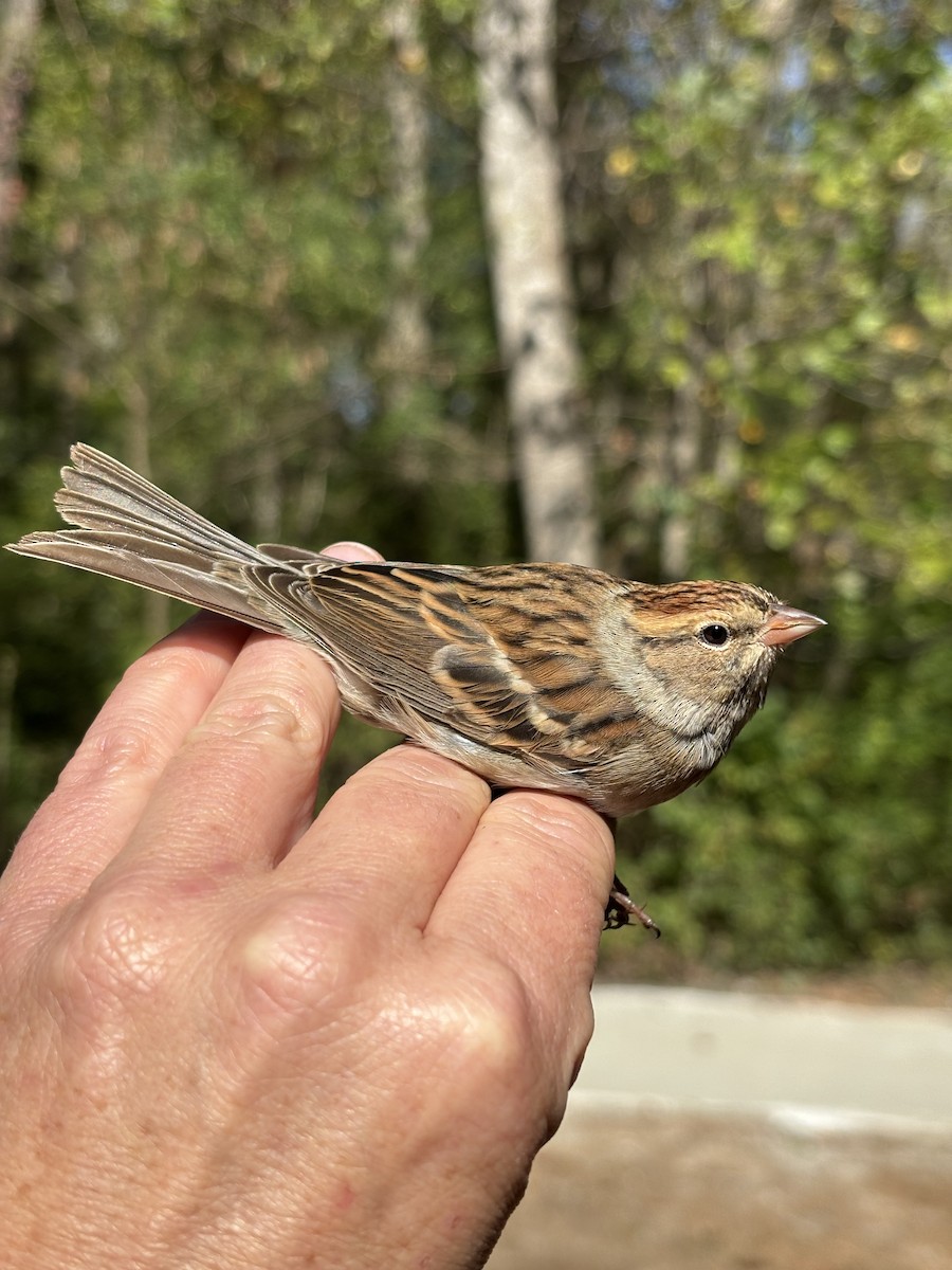 Chipping Sparrow - ML644688120