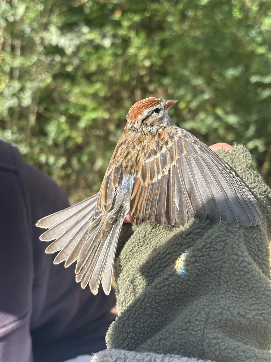 Chipping Sparrow - ML644688121