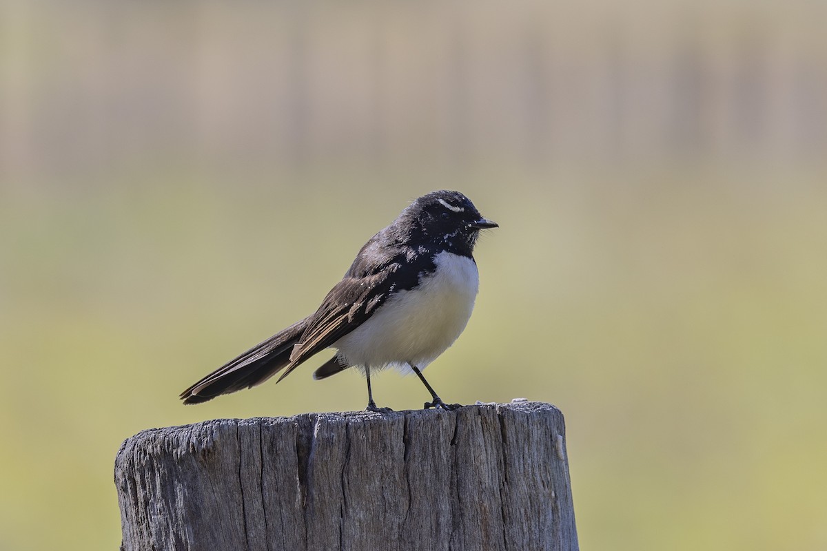 Willie-wagtail - ML644688123