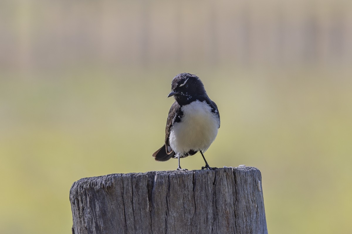 Willie-wagtail - ML644688124
