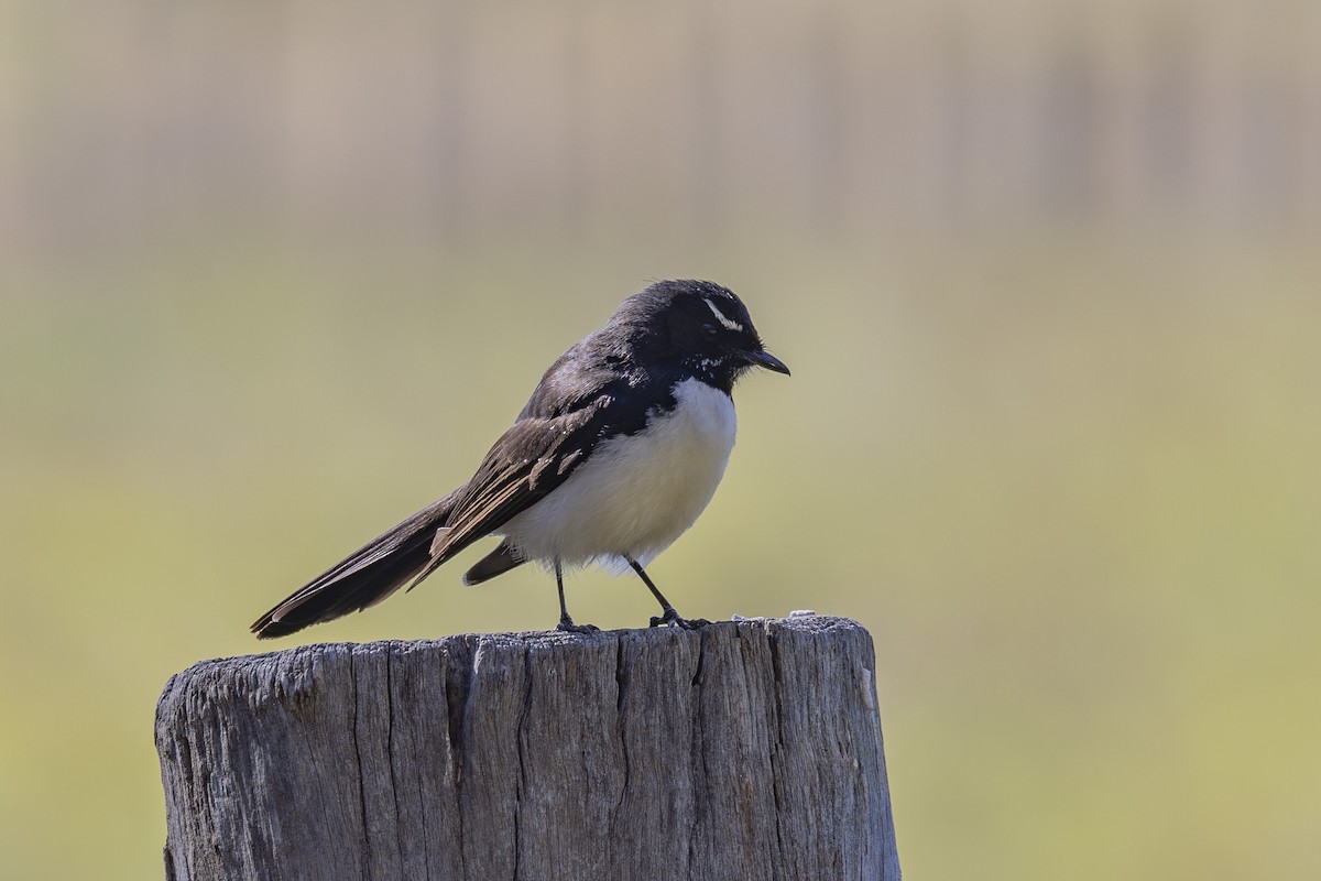 Willie-wagtail - ML644688125