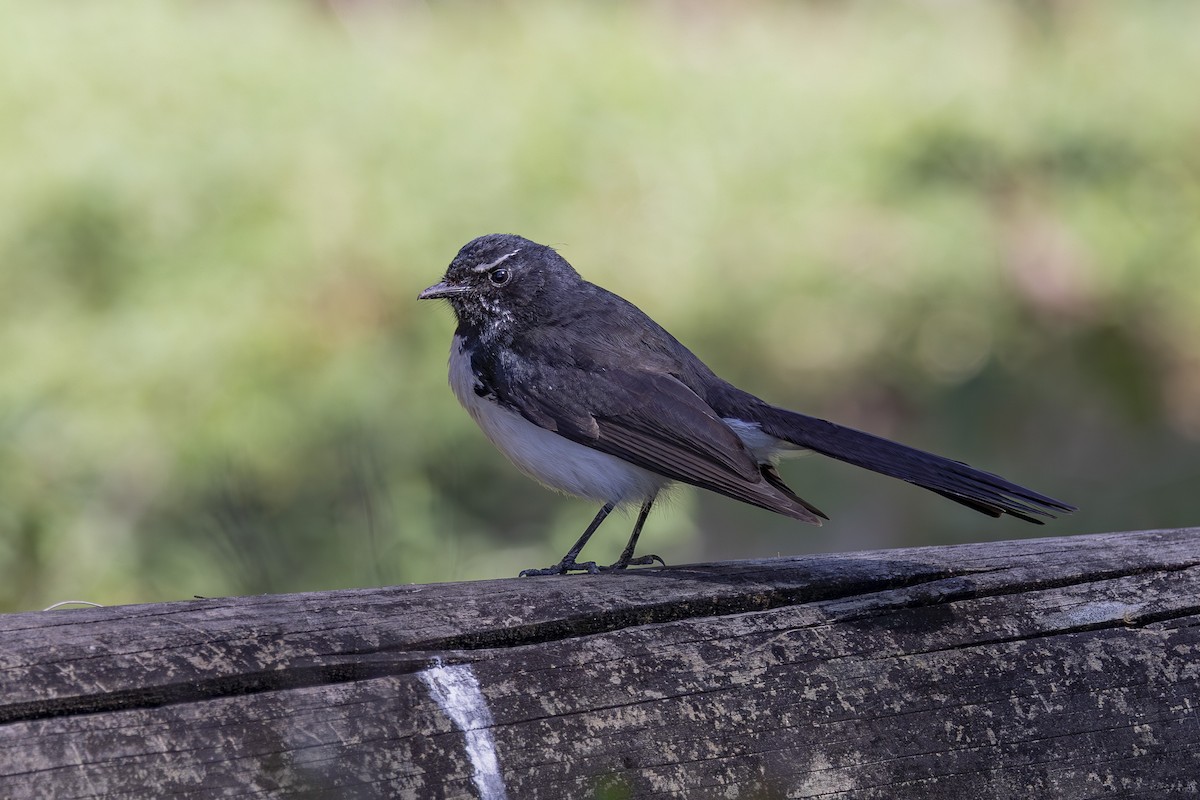 Willie-wagtail - ML644688126