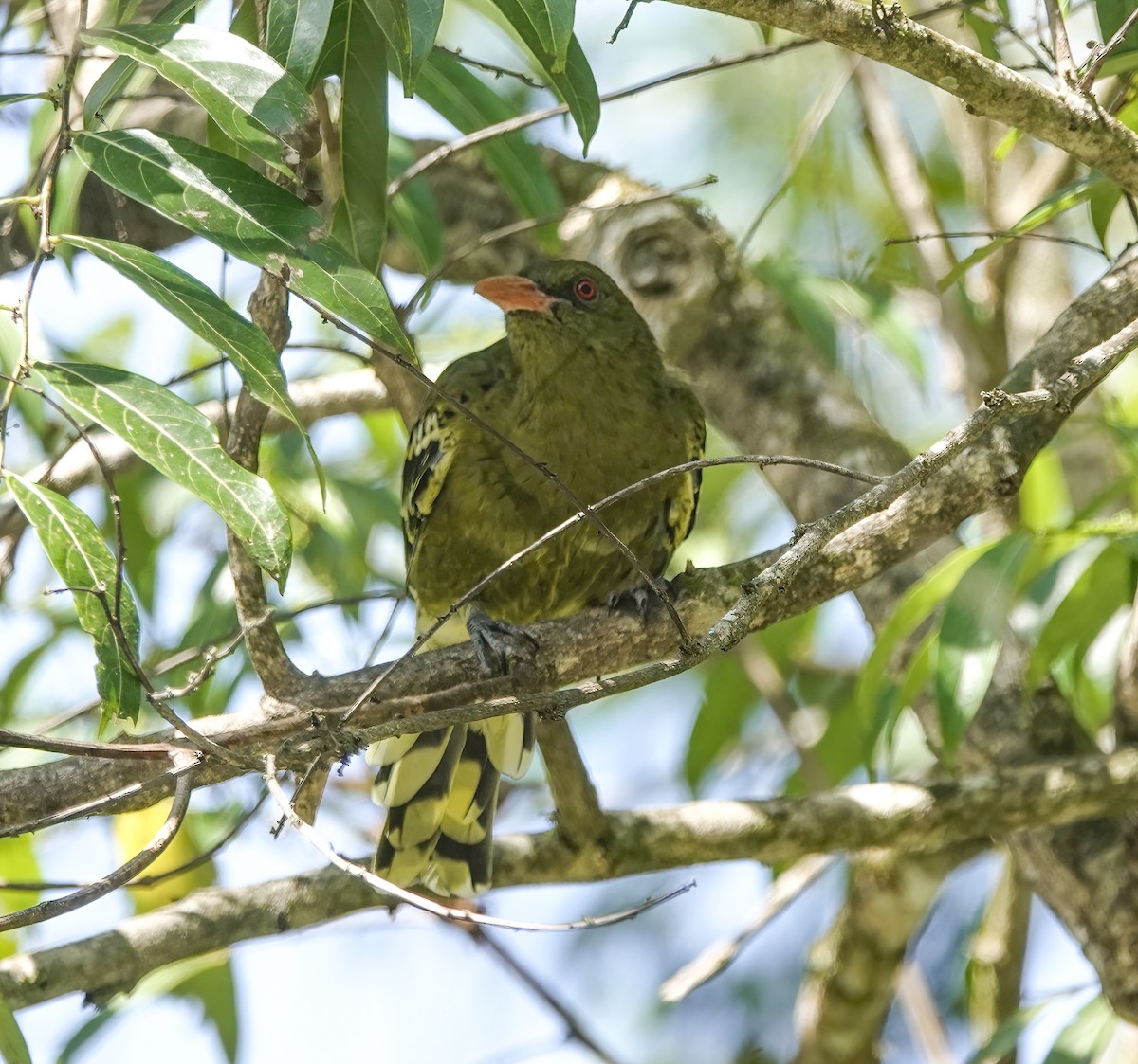 Вивільга мангрова - ML644688134