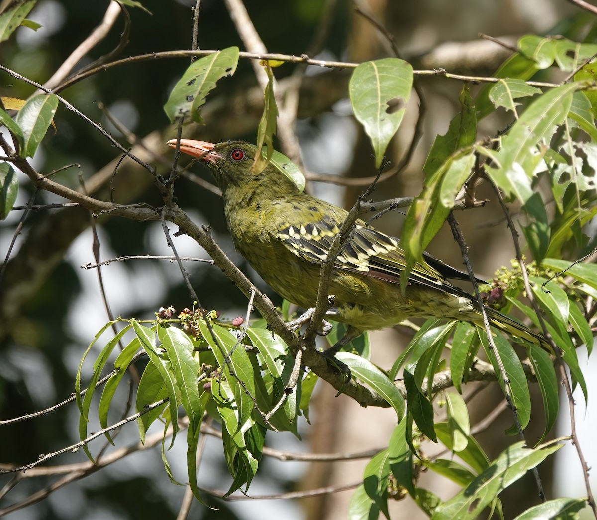Вивільга мангрова - ML644688135