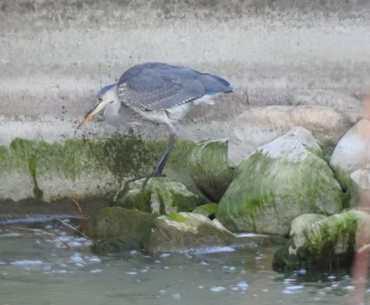 Great Blue Heron - ML644688143
