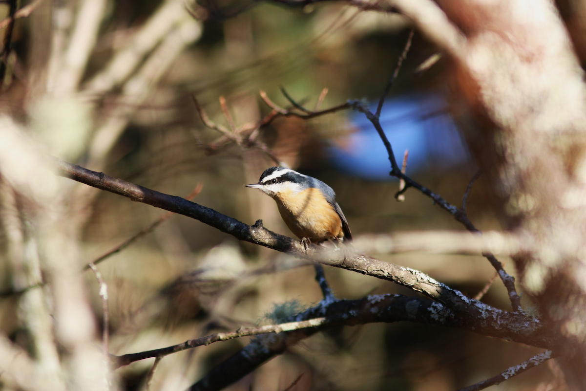 Red-breasted Nuthatch - ML644688149